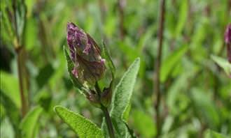 sage plant