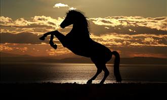 horse silhouette