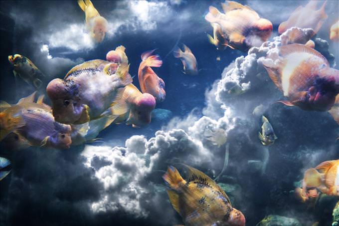 fish in the clouds