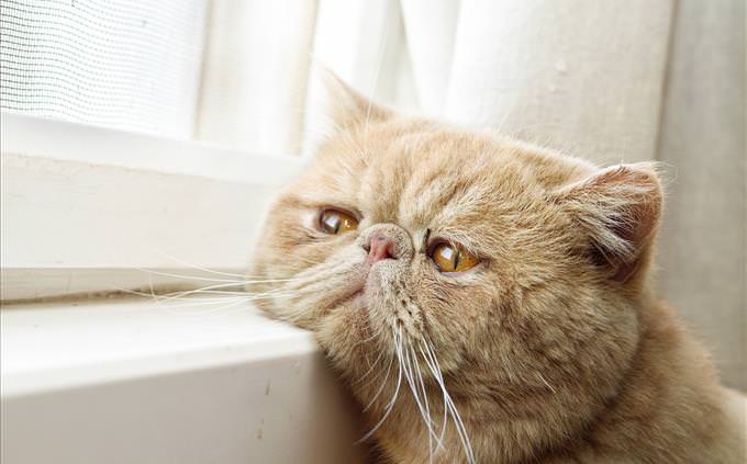 sad Persian cat