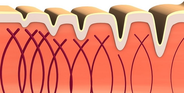 collagen - functions