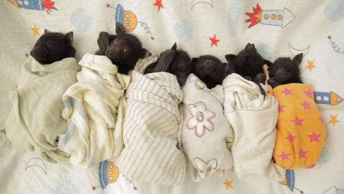 Photos of Adorable Bats