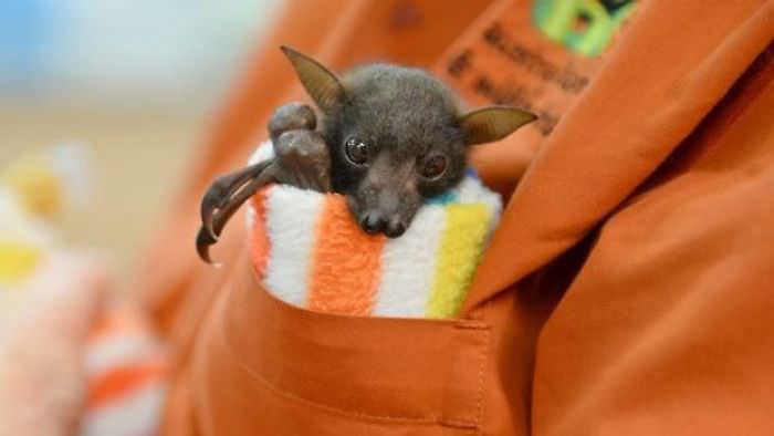 Photos of Adorable Bats