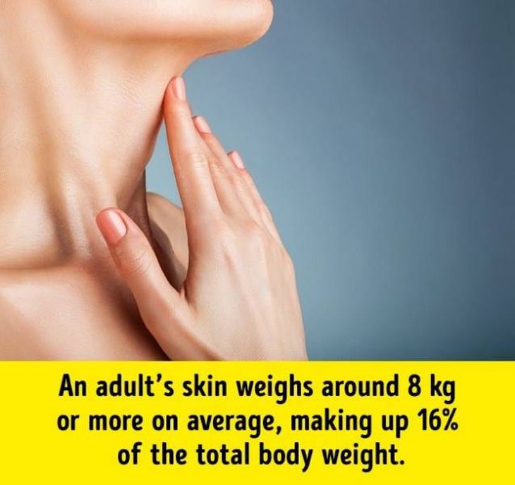 17 Intriguing Facts About the Human Body
