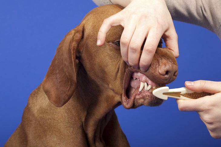 Taking Care of Your Dog's Teeth