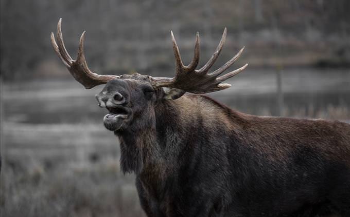 brown moose outdoors