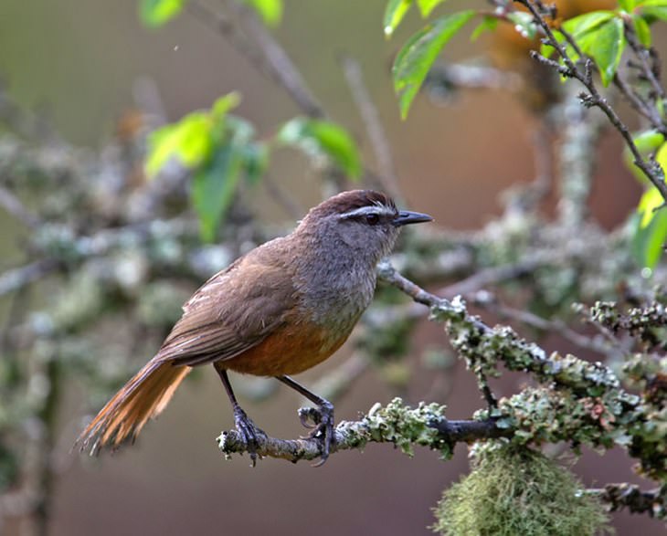 India's 5 Most Beautiful Birds