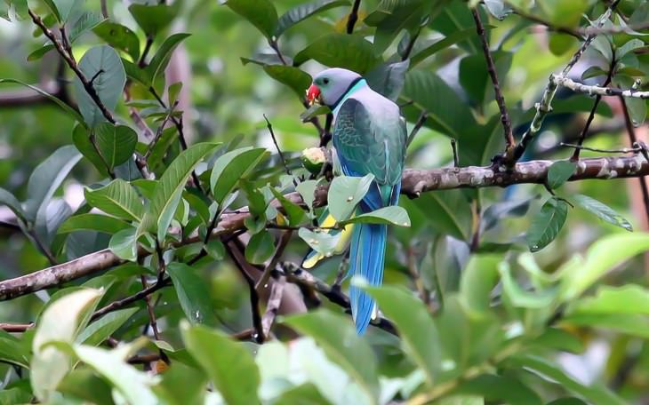 India's 5 Most Beautiful Birds