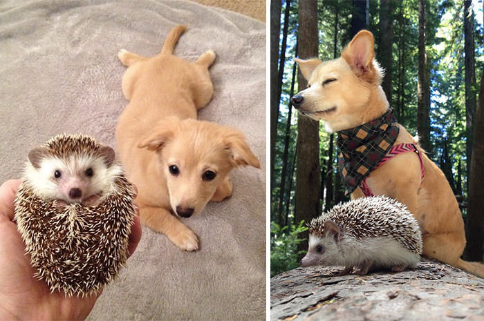 Cute Pictures of Animals with Their Best Friends