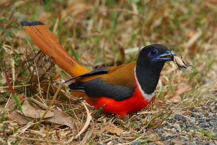 India's 5 Most Beautiful Birds