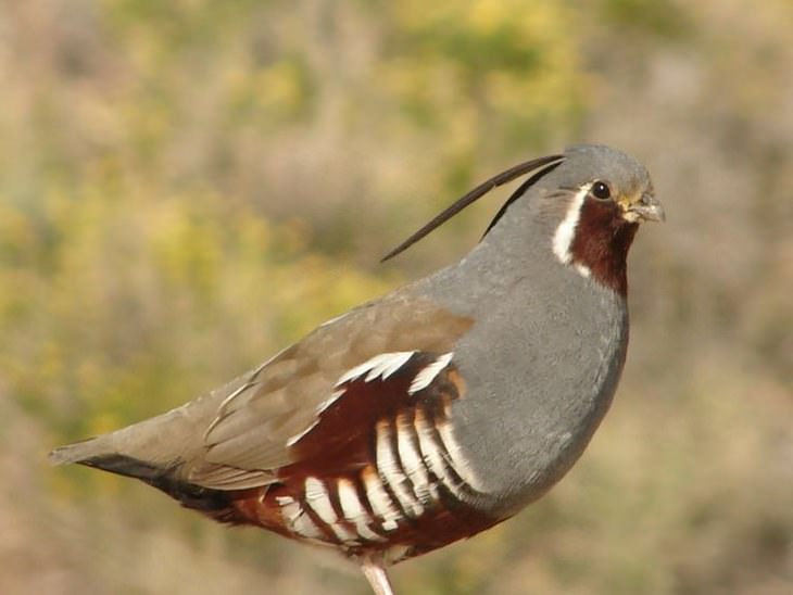 India's 5 Most Beautiful Birds