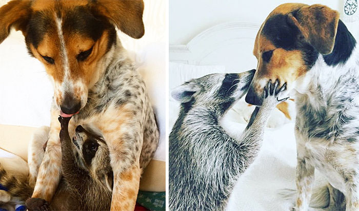 Cute Pictures of Animals with Their Best Friends