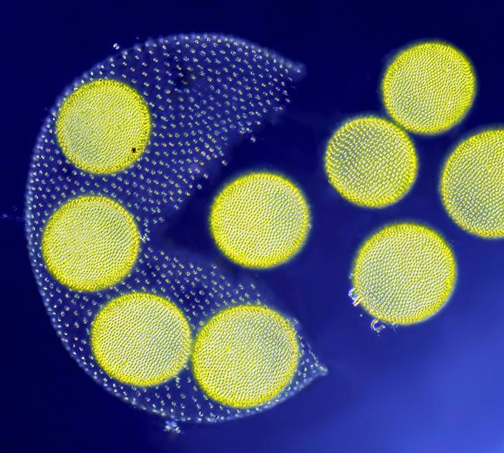 Stunning Microscope Photos