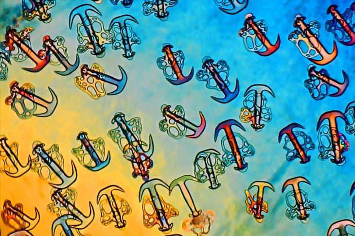 Stunning Microscope Photos