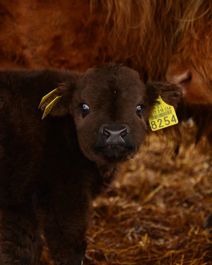 Adorable Highland Cattle Calves