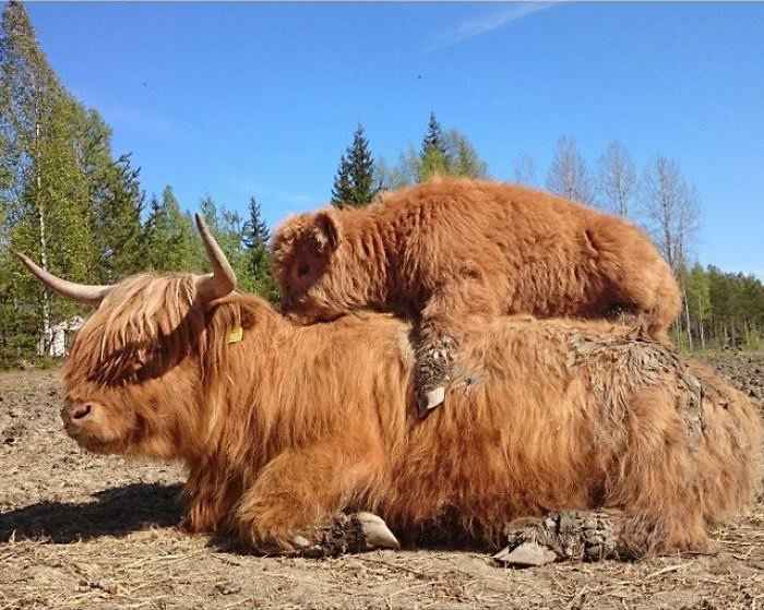 Adorable Highland Cattle Calves