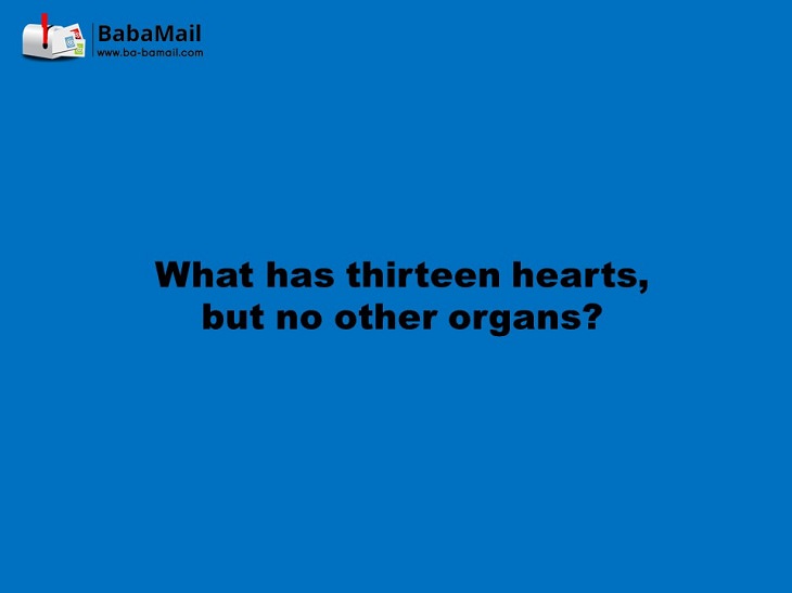 What has 13 hearts but no other organs?