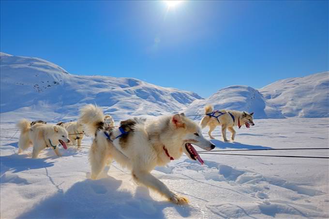 cart dogs in snow