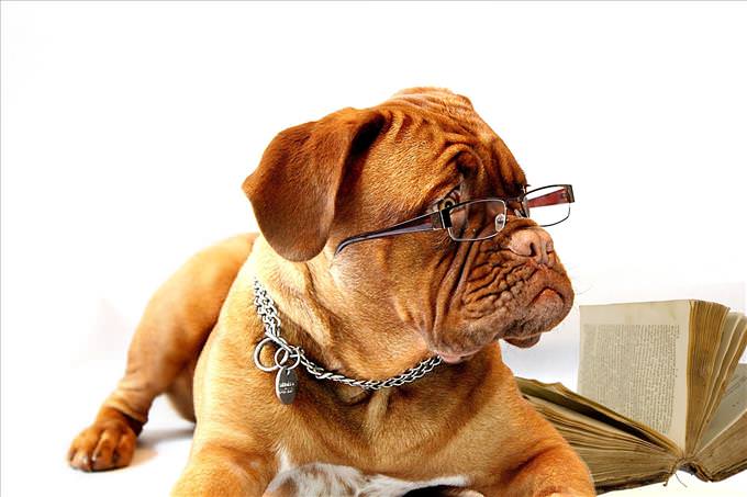 brown dog wearing glasses