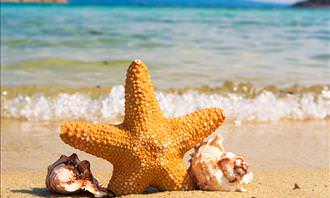 starfish and shells by the sea