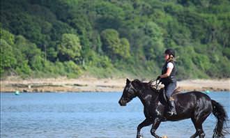 person riding black horse