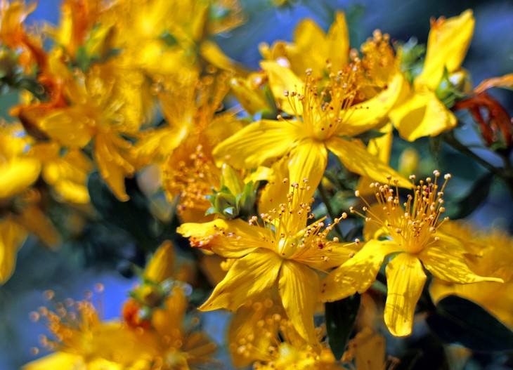 St. John's Wort