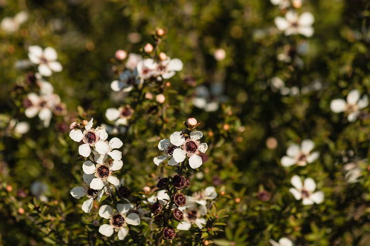 Is Manuka Honey Really a Superfood? All is Revealed Here!