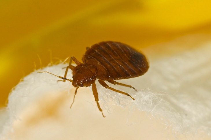 How to Prevent and Treat Bed Bugs