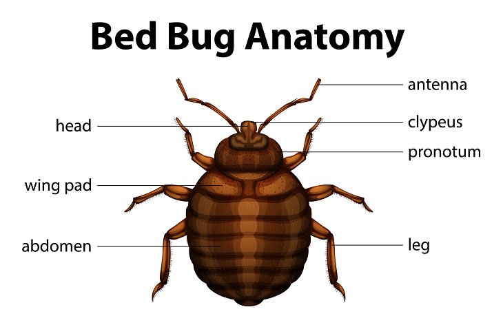 How to Prevent and Treat Bed Bugs
