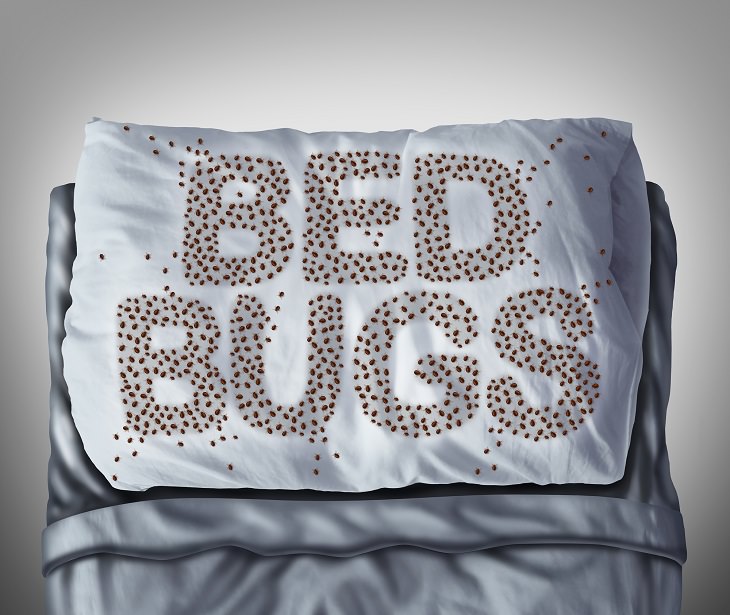 How to Prevent and Treat Bed Bugs