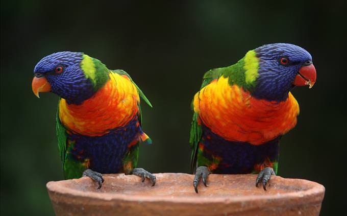 2 colorful parrots