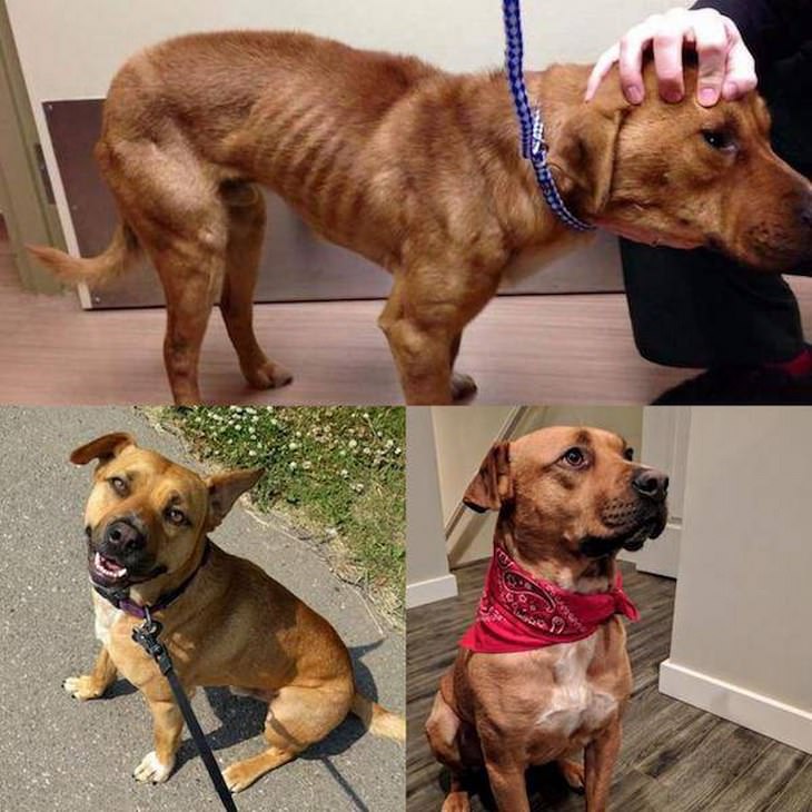 13 Photos of Animals Before & After Adoption