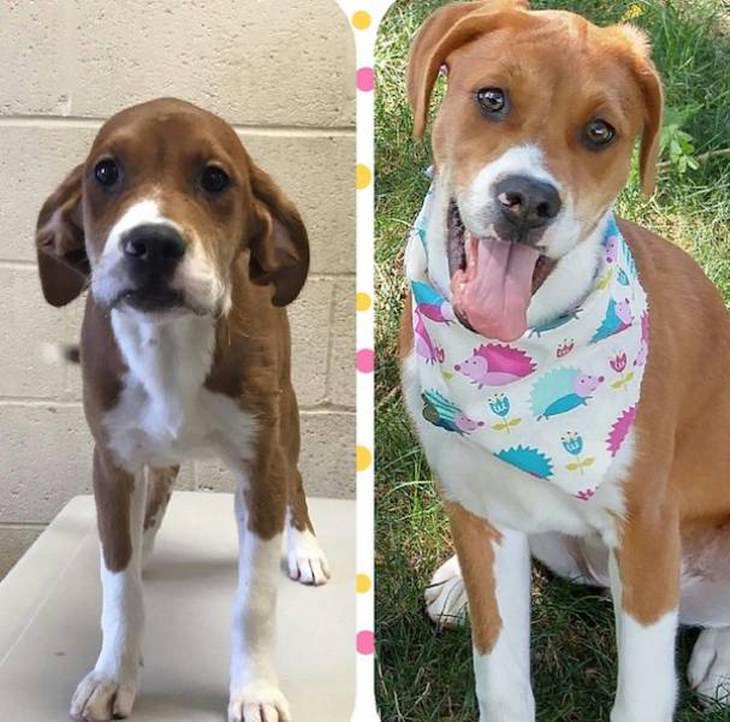 13 Photos of Animals Before & After Adoption