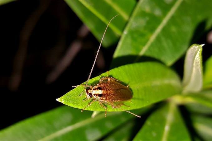 cockroach on a leaf