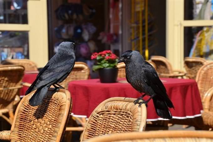 crows perched on wicker chairs