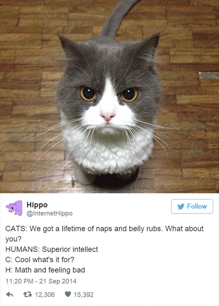 Hilarious Cat Tweets