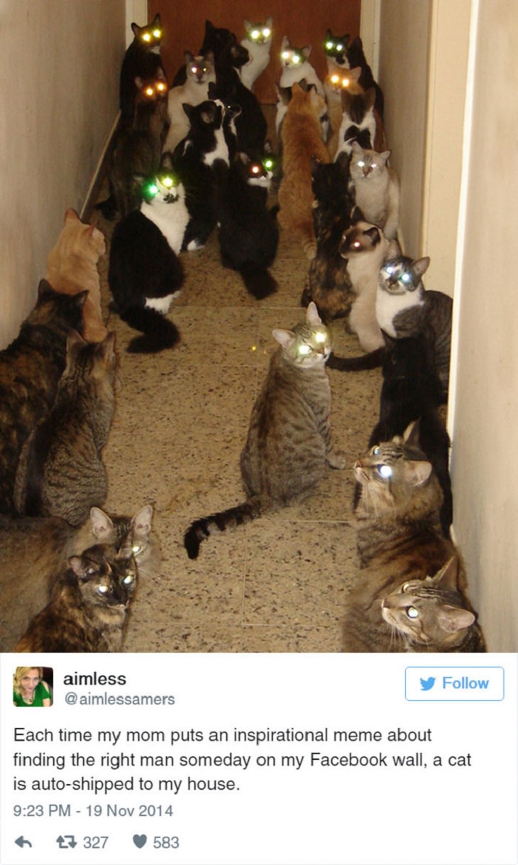 Hilarious Cat Tweets