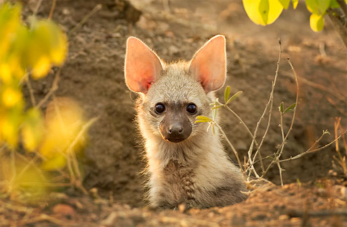 The Cutest Animals You've Never Heard of