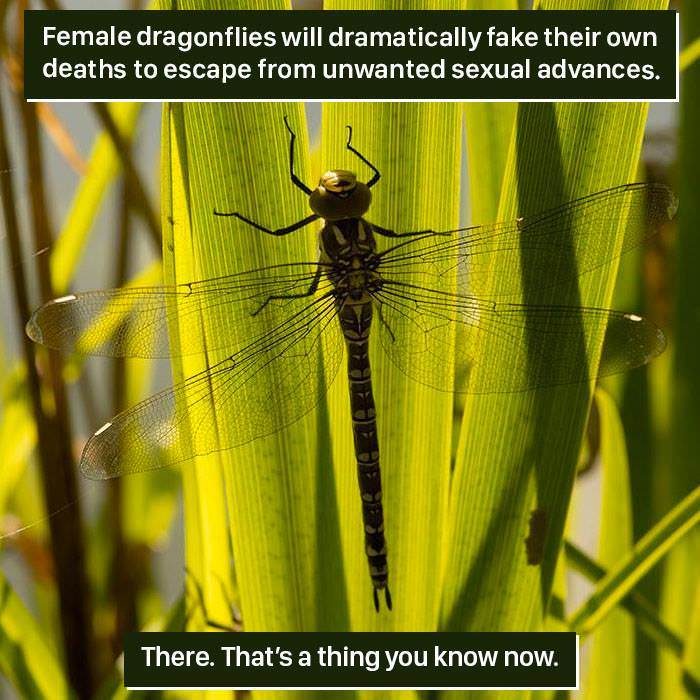 Weird and Fascinating Animal Facts