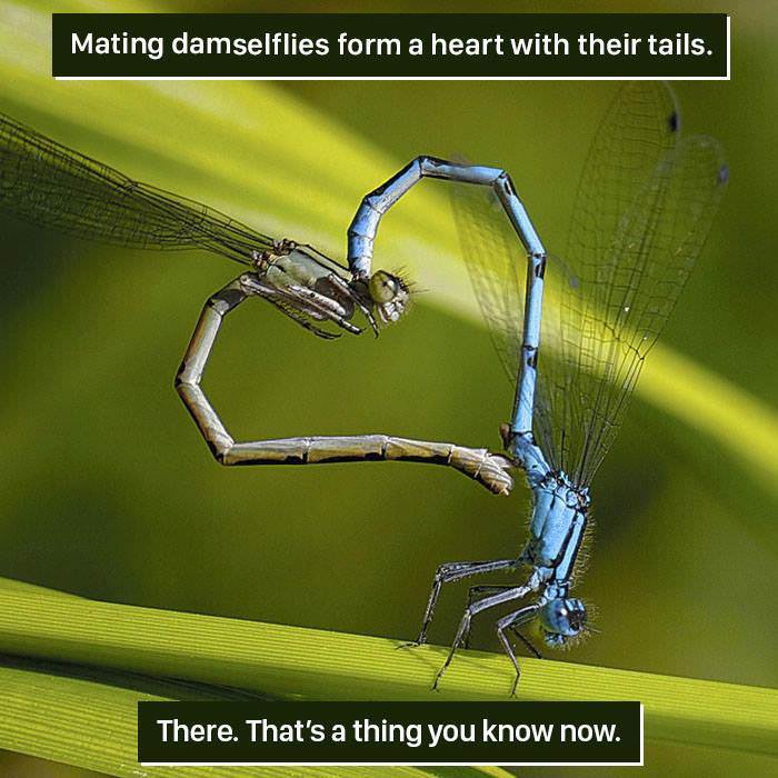 Weird and Fascinating Animal Facts