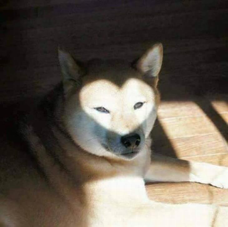 animales graciosos perro con una sombra de corazón sobre la cara