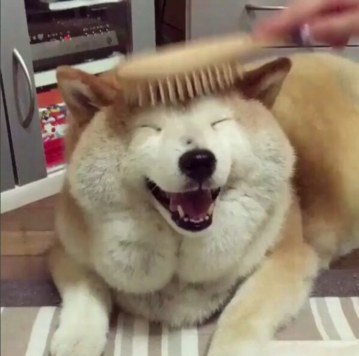 animales graciosos un perro sonriendo mientras lo cepillan