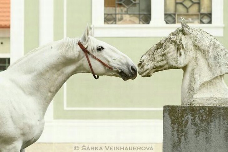 animales graciosos caballo chocando su nariz con una estatua de caballo