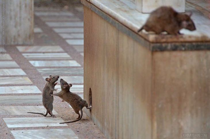 animales graciosos dos ratones peleando