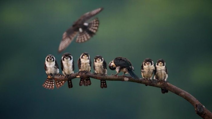 animales graciosos aves observando a otra ave en vuelo