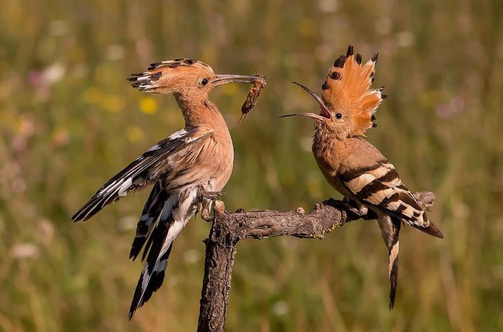 animales graciosos dos aves comiendo