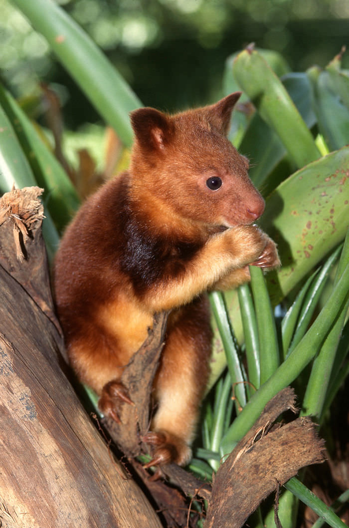 Extremely Cute Tree-Kangaroos