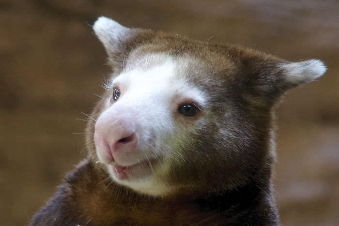 Extremely Cute Tree-Kangaroos