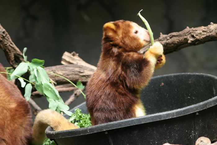 Extremely Cute Tree-Kangaroos