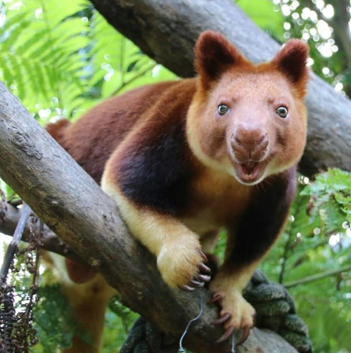 Extremely Cute Tree-Kangaroos